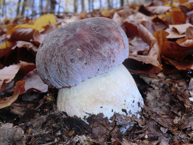 hríb sosnový Boletus pinophilus Pil. et Dermek in Pil.