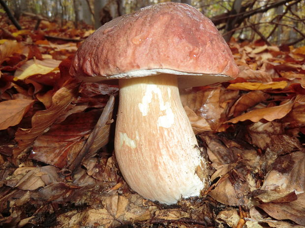 hríb sosnový Boletus pinophilus Pil. et Dermek in Pil.