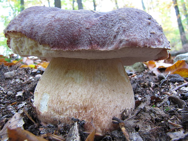 hríb sosnový Boletus pinophilus Pil. et Dermek in Pil.