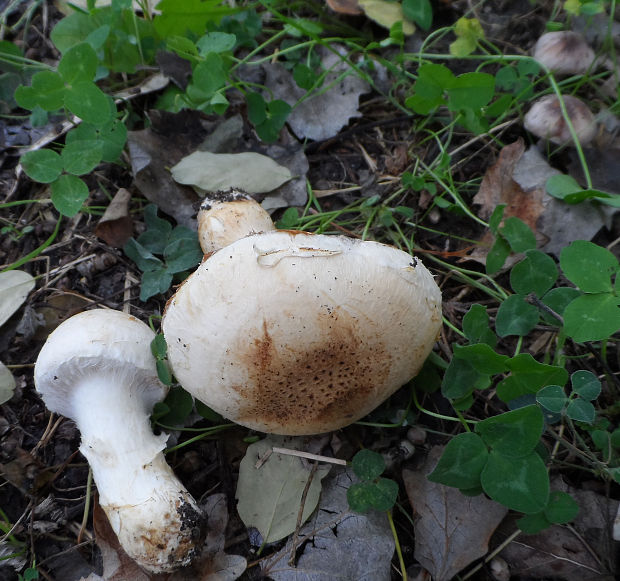 pavučinovec Cortinarius sp.