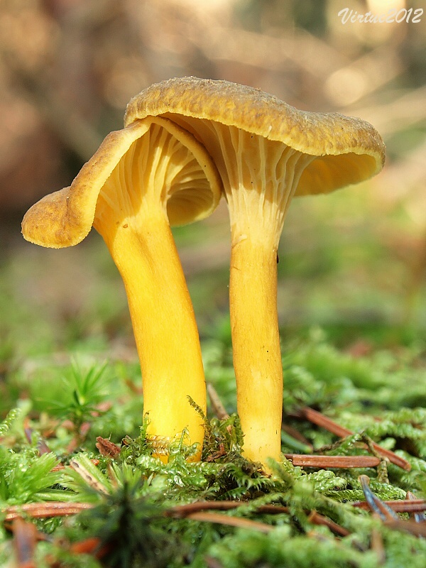 kuriatko lievikovité Craterellus tubaeformis (Fr.) Quél.