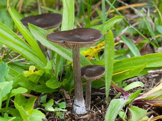 hodvábnica hodvábna Entoloma sericeum Quél.