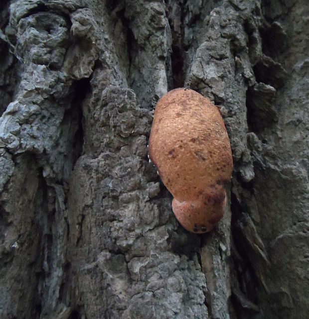 pečeňovec dubový Fistulina hepatica (Schaeff.) With.