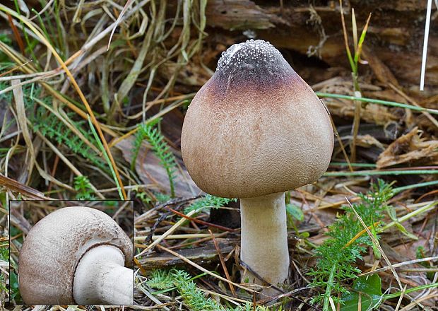 bedlica Badhamova Leucoagaricus cf.badhamii (Berk. & Broome) Singer