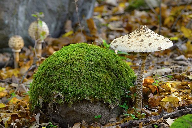 bedľa vysoká Macrolepiota procera (Scop.) Singer