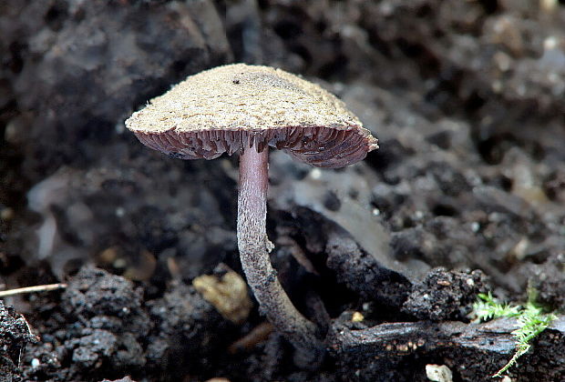 tmavolupeňovka krvavá Melanophyllum haematospermum (Bull.) Kreisel