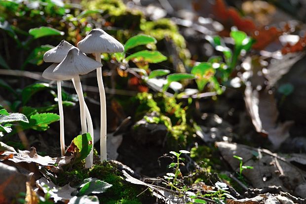 prilbička slizká želatínová ? Mycena epipterygia var. viscosa (Secr. ex Maire) Ricken