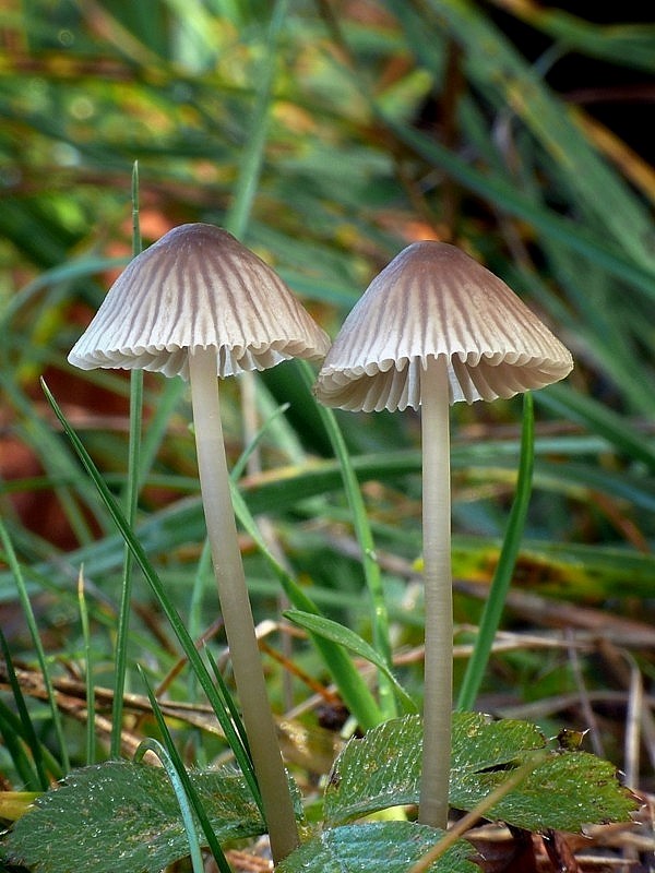 prilbička Mycena sp.