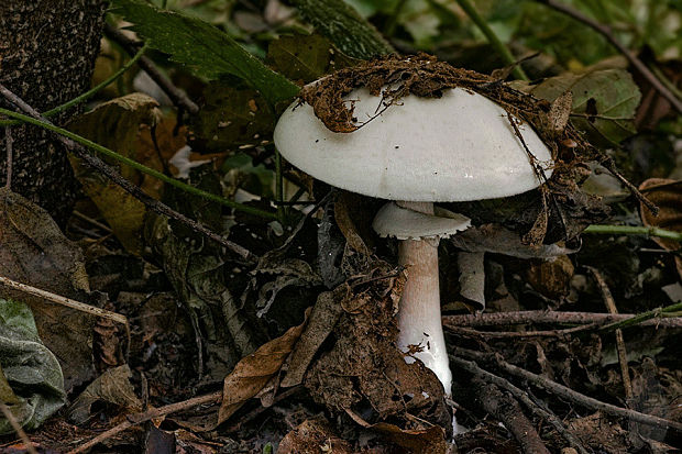 pečiarka Agaricus sp.