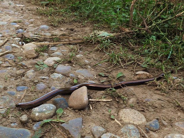 slepúch lámavý  Anguis fragilis (Linnaeus, 1758)