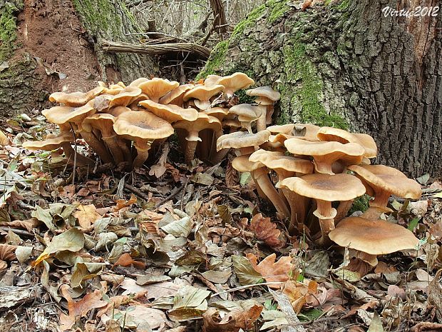 podpňovka obyčajná Armillaria mellea (Vahl) P. Kumm.