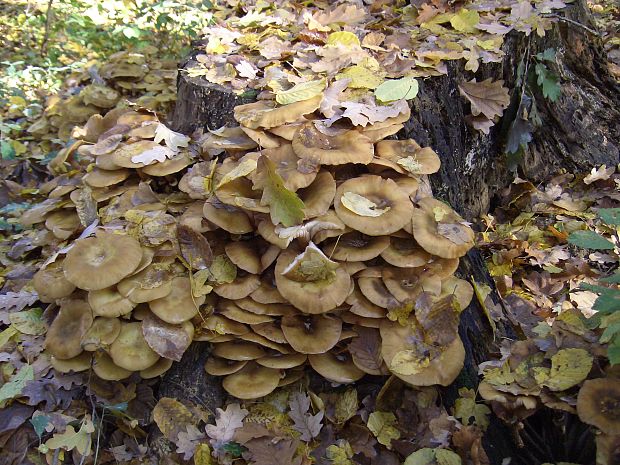 podpňovka obyčajná Armillaria mellea (Vahl) P. Kumm.