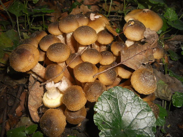 podpňovka Armillaria sp.