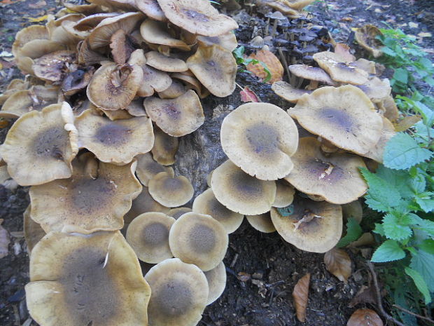 podpňovka Armillaria sp.