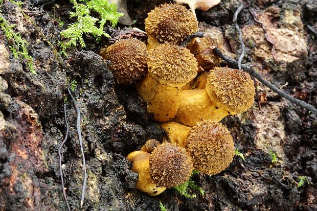 podpňovka Armillaria sp.