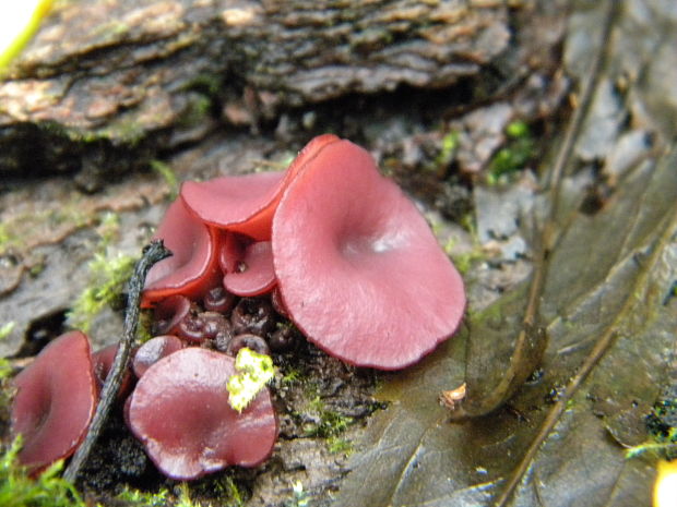 vrtidlovka Ascocoryne sp.