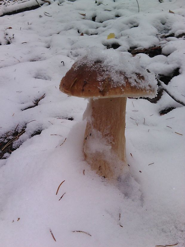 hríb smrekový Boletus edulis Bull.