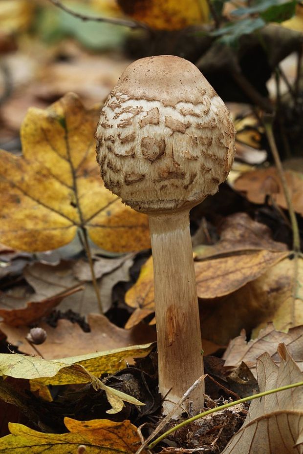 bedľa červenejúca Chlorophyllum rachodes (Vittad.) Vellinga