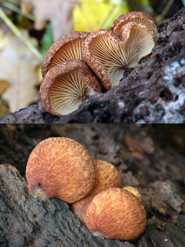 pahliva šafranová Crepidotus crocophyllus (Berk.) Sacc.