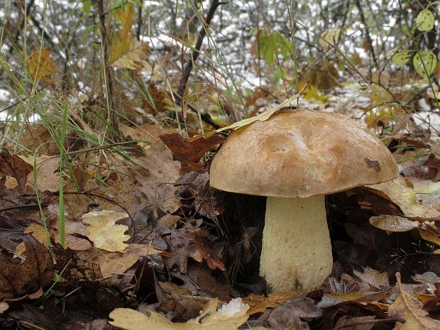 hríb plavý Hemileccinum impolitum (Fr.) Šutara