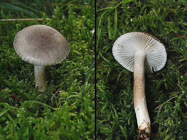 šťavnačka bodkovaná Hygrophorus pustulatus (Pers.) Fr.