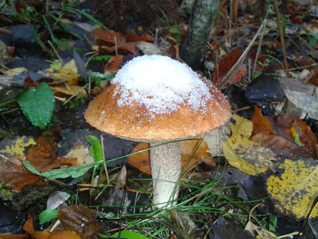 kozák osikový Leccinum albostipitatum den Bakker & Noordel.