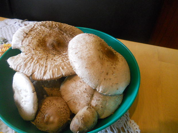 bedľa vysoká Macrolepiota procera (Scop.) Singer