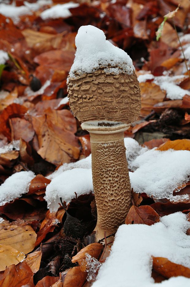 bedľa vysoká Macrolepiota procera (Scop.) Singer