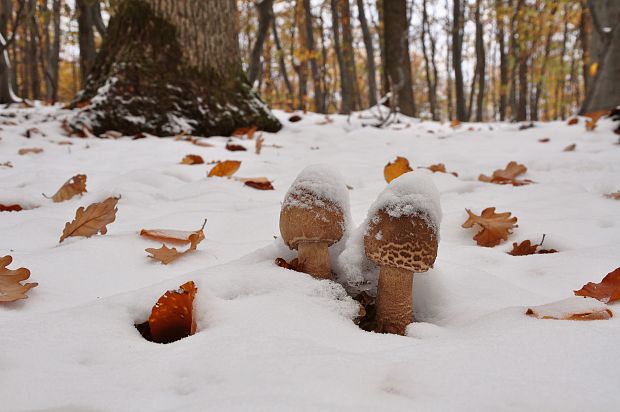 biotop bedle vysokej Macrolepiota procera