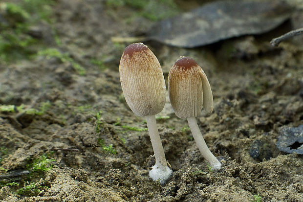 hnojník štetinkatý Parasola auricoma (Pat.) Redhead, Vilgalys & Hopple