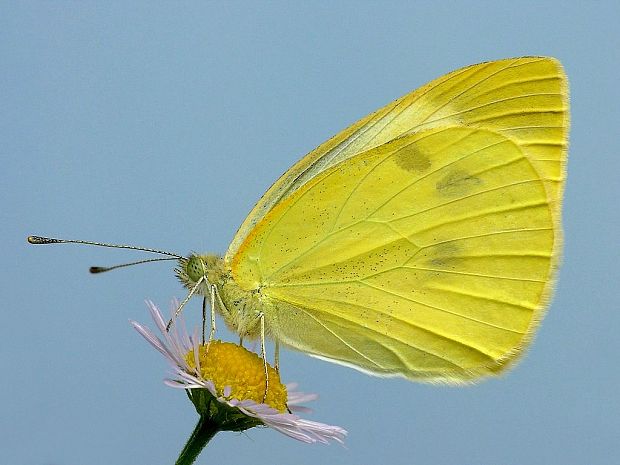 mlynárik kapustový Pieris brassicae Linnaeus, 1758