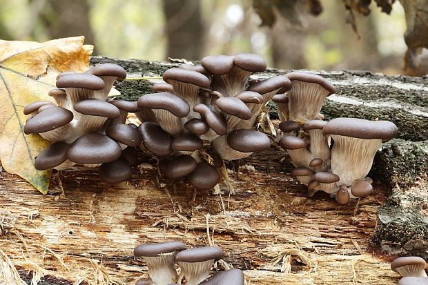 hliva ustricovitá Pleurotus ostreatus (Jacq.) P. Kumm.