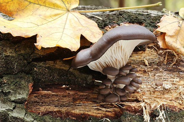 hliva ustricovitá Pleurotus ostreatus (Jacq.) P. Kumm.