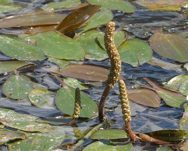 červenavec plávajúci Potamogeton natans L.