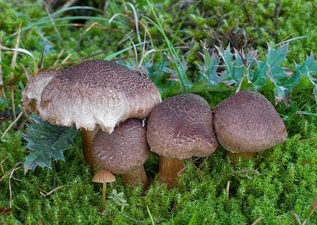 čírovka škridlicovitá Tricholoma vaccinum (Schaeff.) P. Kumm.