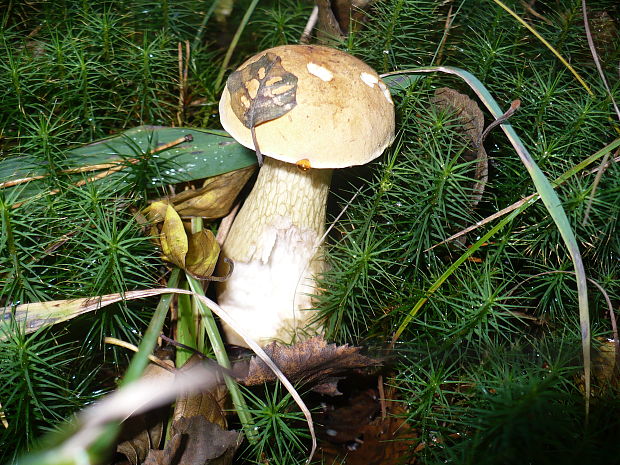 podhríb žlčový Tylopilus felleus (Bull.) P. Karst.