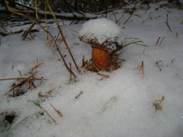 suchohríb Xerocomus sp.