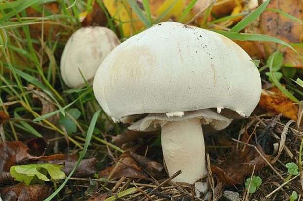 pečiarka Agaricus sp.