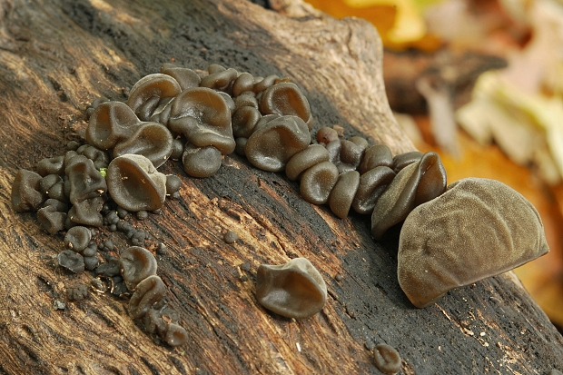 uchovec bazový Auricularia auricula-judae (Bull.) Quél.