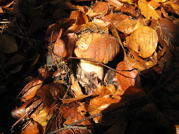 hríb smrekový Boletus edulis Bull.