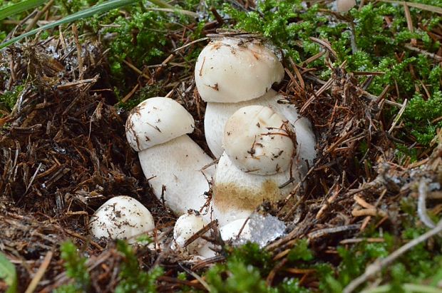 hríb smrekový Boletus edulis Bull.