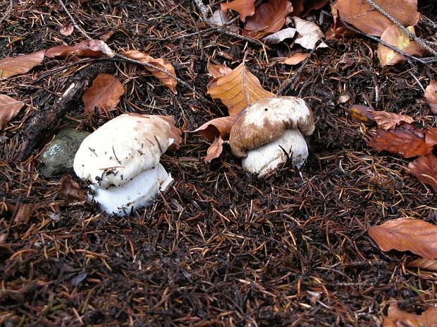 hríb smrekový Boletus edulis Bull.