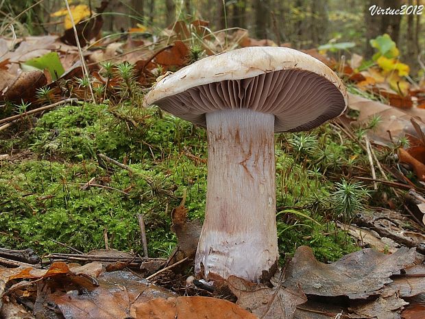 pavučinovec Cortinarius sp.