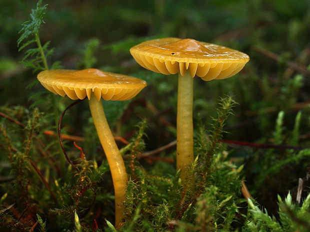 lúčnica žltozelená Gliophorus psittacinus (Schaeff.) Herink