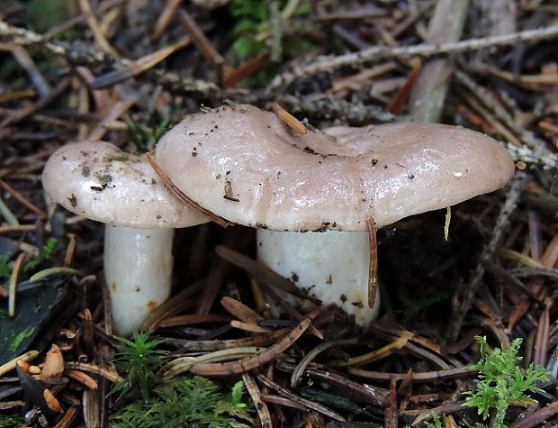 rýdzik mazľavý Lactarius albocarneus Britzelm.