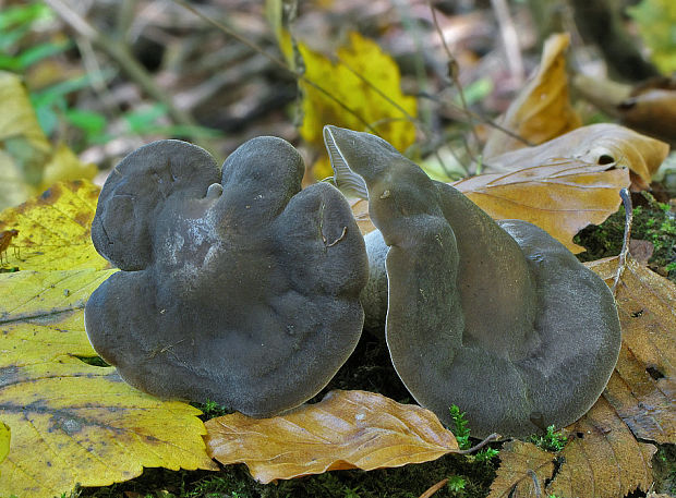 strmulec Lyophyllum sp.