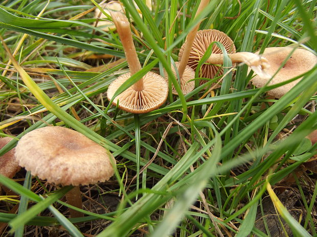 tanečnica poľná Marasmius oreades (Bolton) Fr.