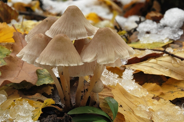 prilbička Mycena sp.