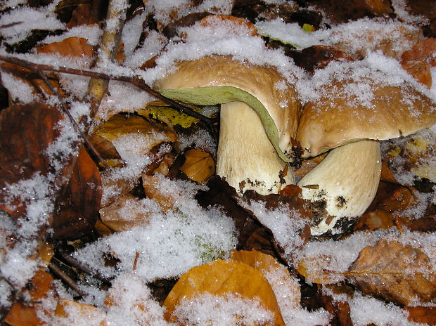 hríb smrekový Boletus edulis Bull.