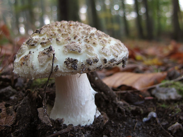 muchotrávka citrónovožltá Amanita citrina Pers.